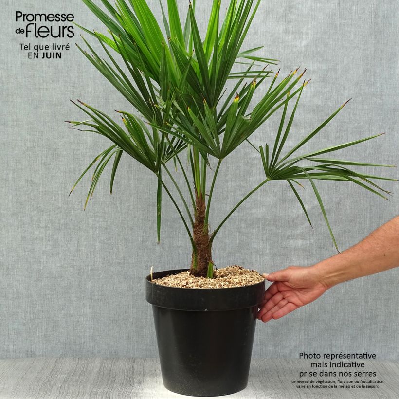 Esemplare di Trachycarpus fortunei - Palma di Fortune Vaso da 12L/15L consegnato in estate