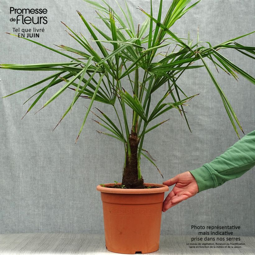 Esemplare di Trachycarpus fortunei - Palma di Fortune Vaso da 7,5L/10L consegnato in estate