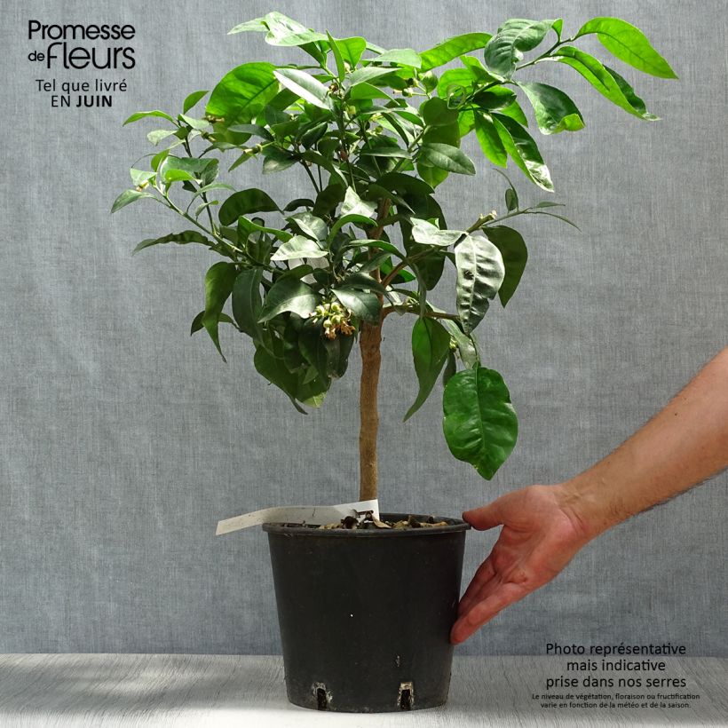 Esemplare di Citrus x paradisi - Pompelmo Vaso da 4L/5L, Vaso impalcato basso consegnato in estate