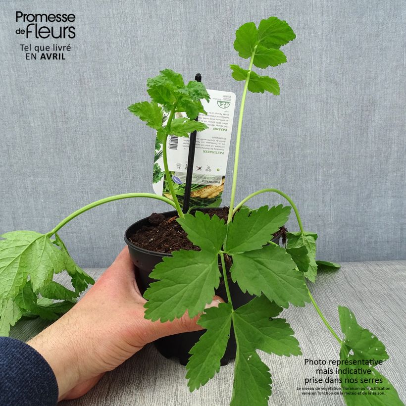 Pastinaca - Carota invernale Vaso da 1,5L/2L esemplare consegnato in primavera