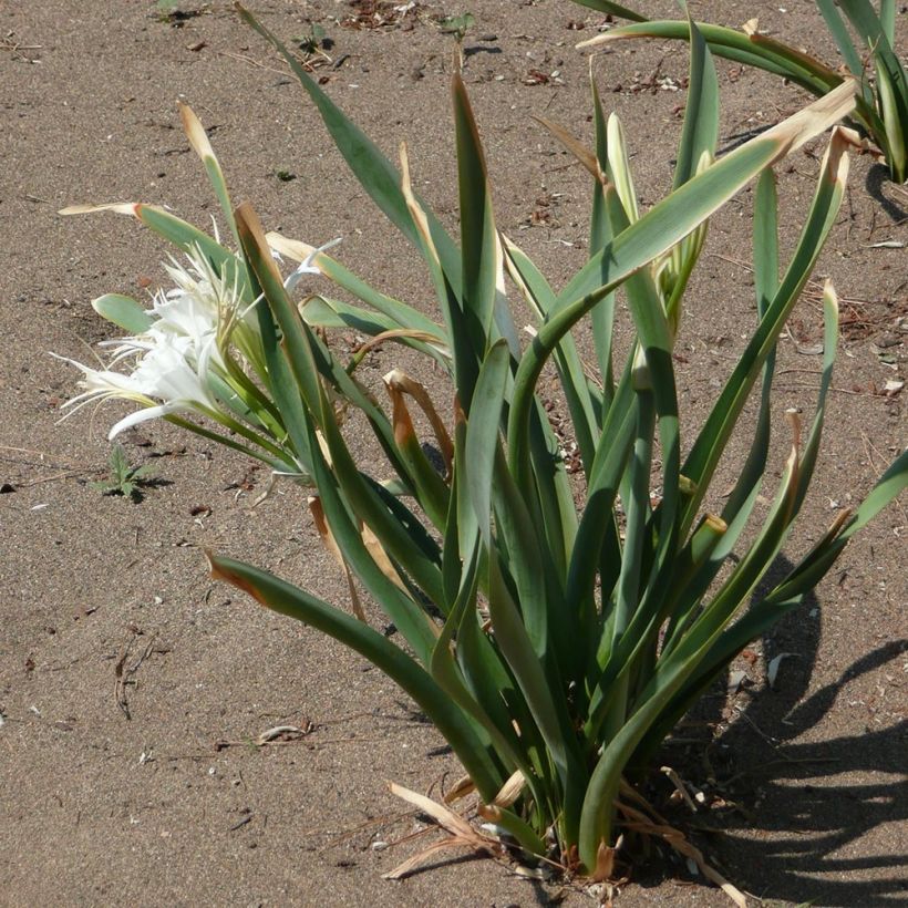 Pancratium maritimum - Giglio marino comune (Fogliame)