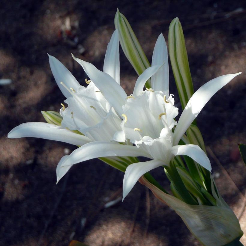 Pancratium maritimum - Giglio marino comune (Fioritura)