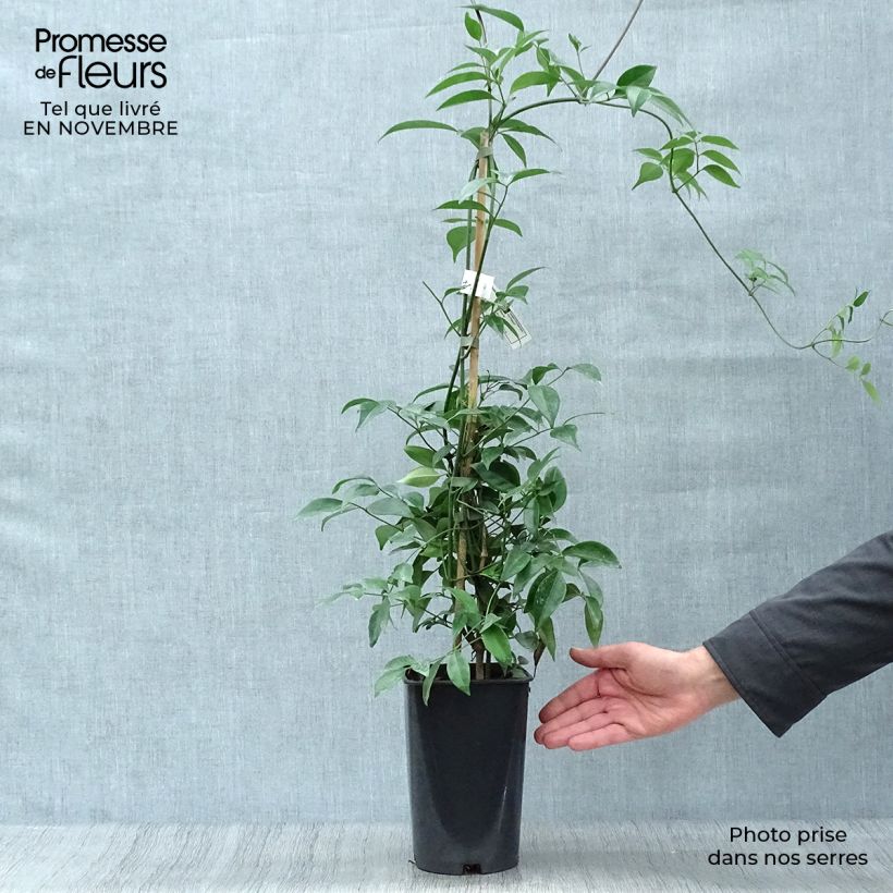 Esemplare di Pandorea jasminoïdes Alba Vaso da 2L/3L come consegnato in autunno