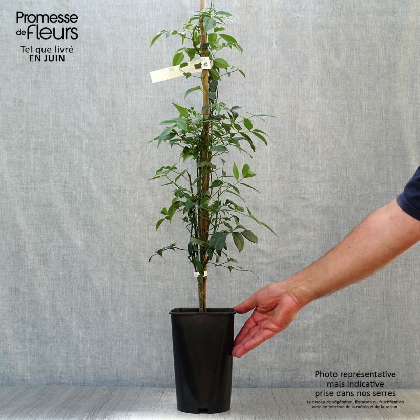 Esemplare di Pandorea jasminoïdes Alba Vaso da 2L/3L consegnato in estate