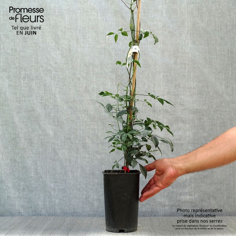 Esemplare di Pandorea jasminoïdes Rosea Vaso da 2L/3L consegnato in estate