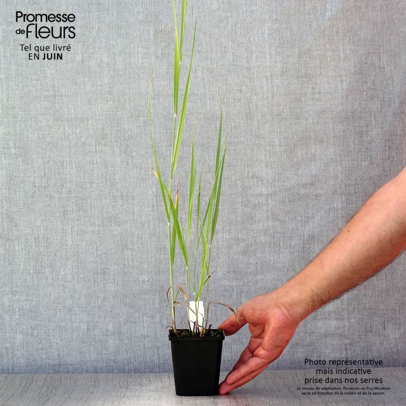 Esemplare di Panicum virgatum Blue Darkness Vasetto da 8/9 cm consegnato in estate