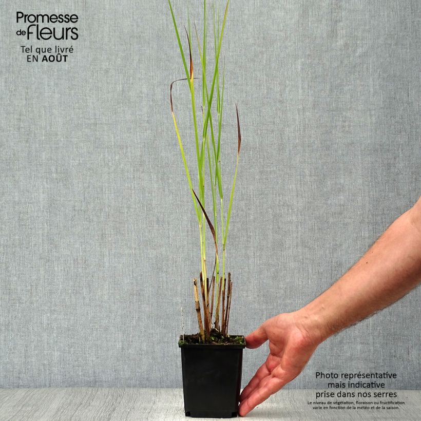 Esemplare di Panicum virgatum Cloud Nine Vasetto da 8/9 cm consegnato in estate