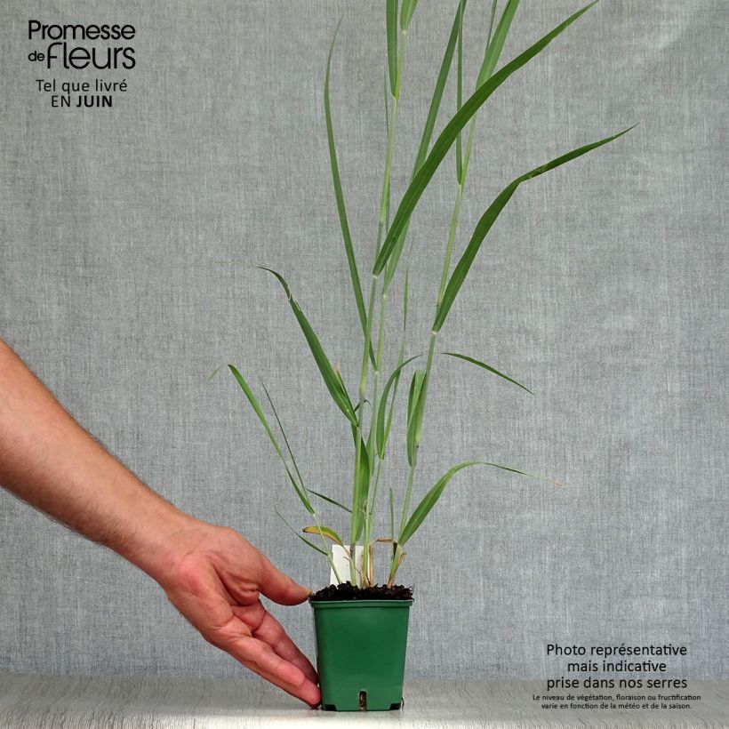 Esemplare di Panicum virgatum Dallas Blues Vasetto da 8/9 cm consegnato in estate