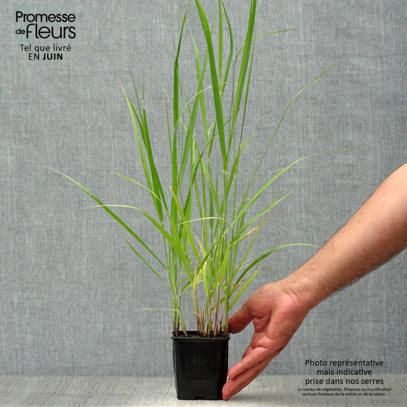 Esemplare di Panicum virgatum Heavy Metal Vasetto da 8/9 cm consegnato in estate