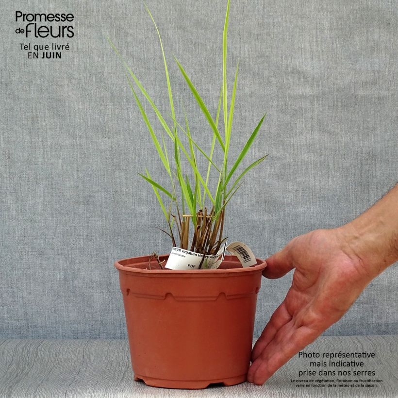 Esemplare di Panicum virgatum Heavy Metal Vaso da 2L/3L consegnato in estate