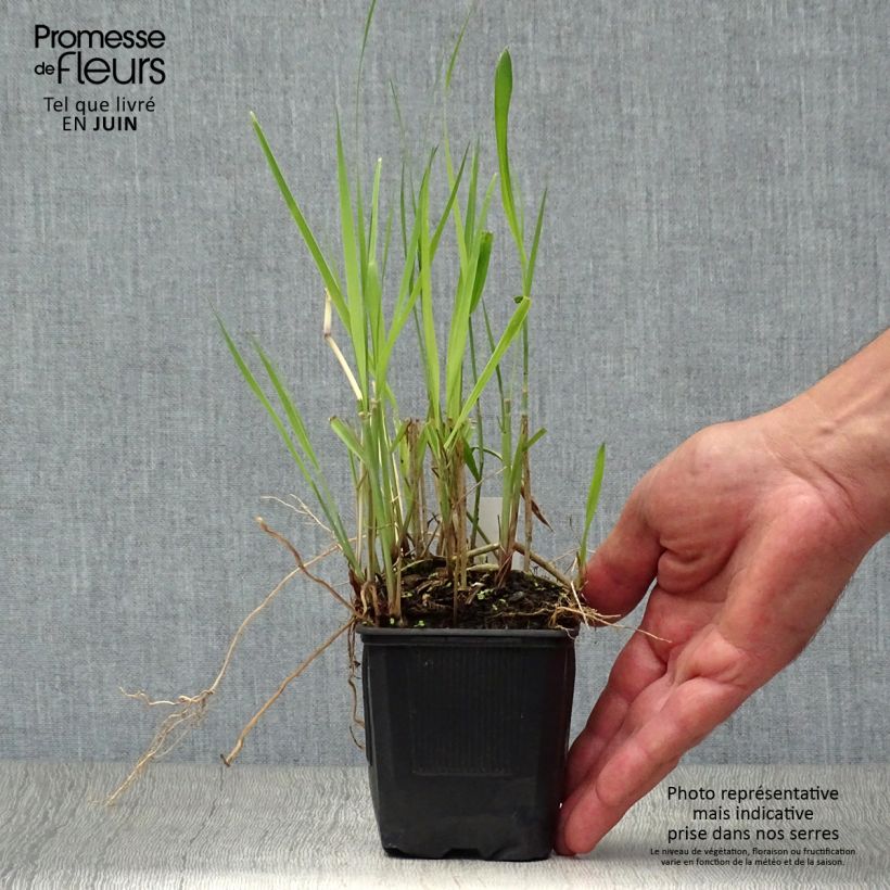 Esemplare di Panicum virgatum Heiliger Hain Vasetto da 8/9 cm consegnato in estate