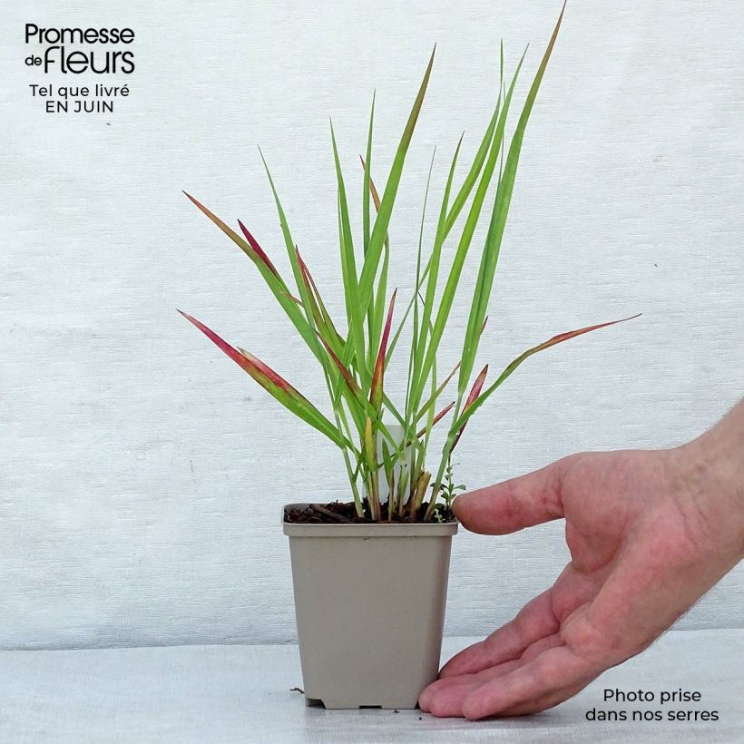 Esemplare di Panicum virgatum Hot Rod Vasetto da 8/9 cm consegnato in estate