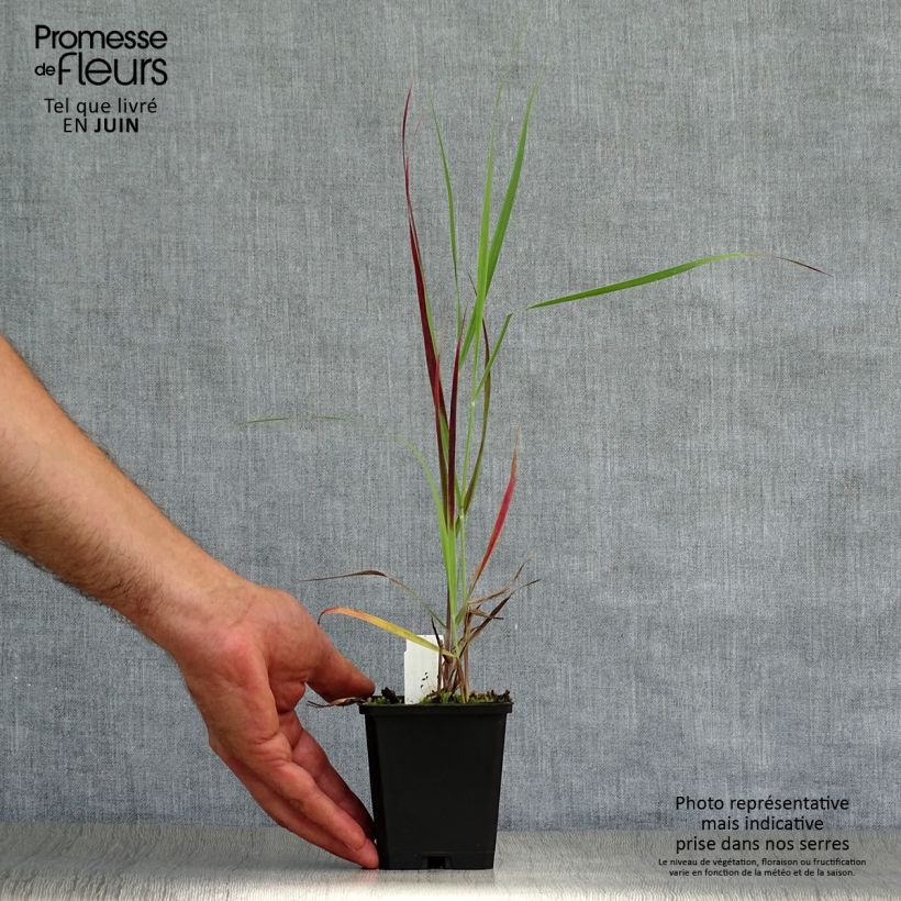 Esemplare di Panicum virgatum Kulsenmoor Vasetto da 8/9 cm consegnato in estate