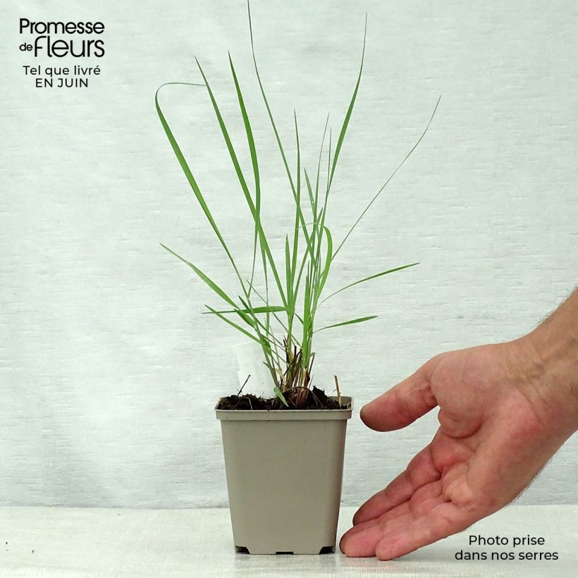 Esemplare di Panicum virgatum Prairie Sky Vasetto da 8/9 cm consegnato in estate