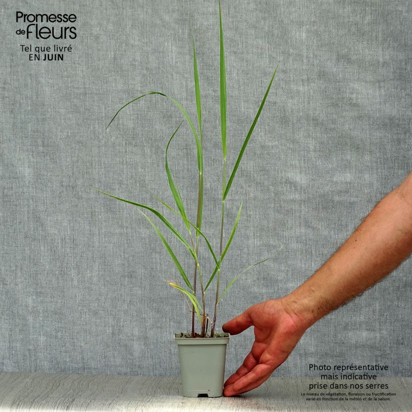 Esemplare di Panicum virgatum Rehbraun Vasetto da 8/9 cm consegnato in estate