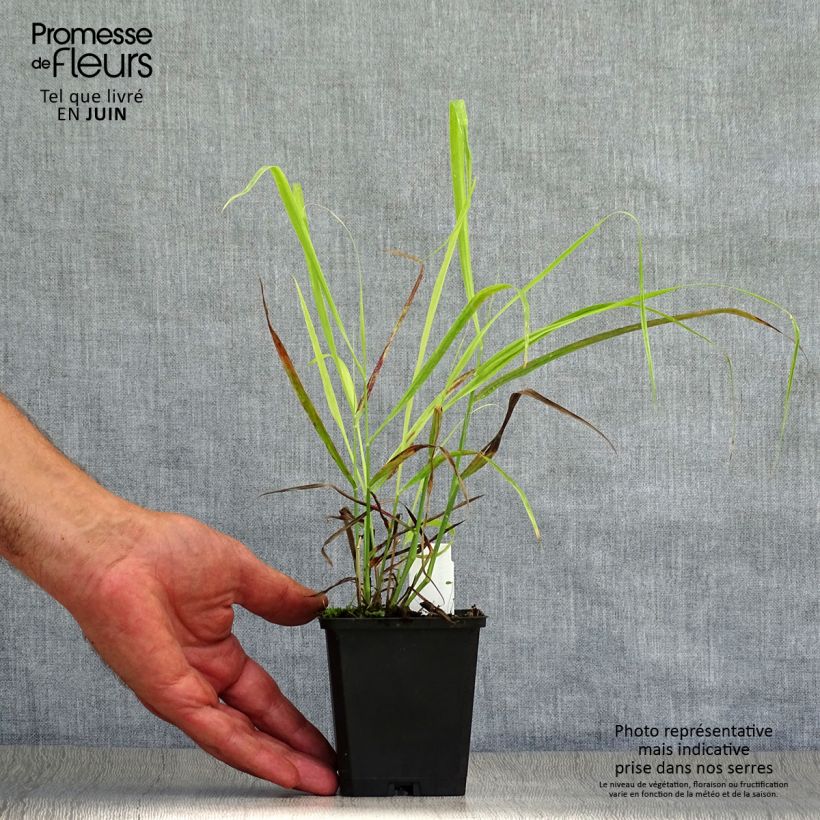 Esemplare di Panicum virgatum Sangria Vasetto da 8/9 cm consegnato in estate