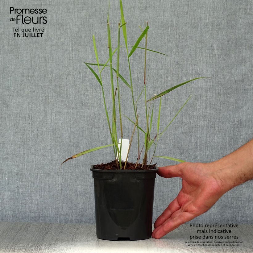 Esemplare di Panicum virgatum Sangria Vaso da 2L/3L consegnato in estate