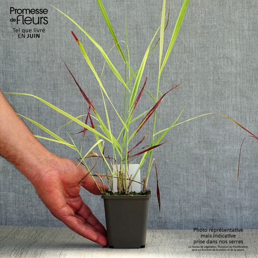 Esemplare di Panicum virgatum Shenandoah Vasetto da 8/9 cm consegnato in estate