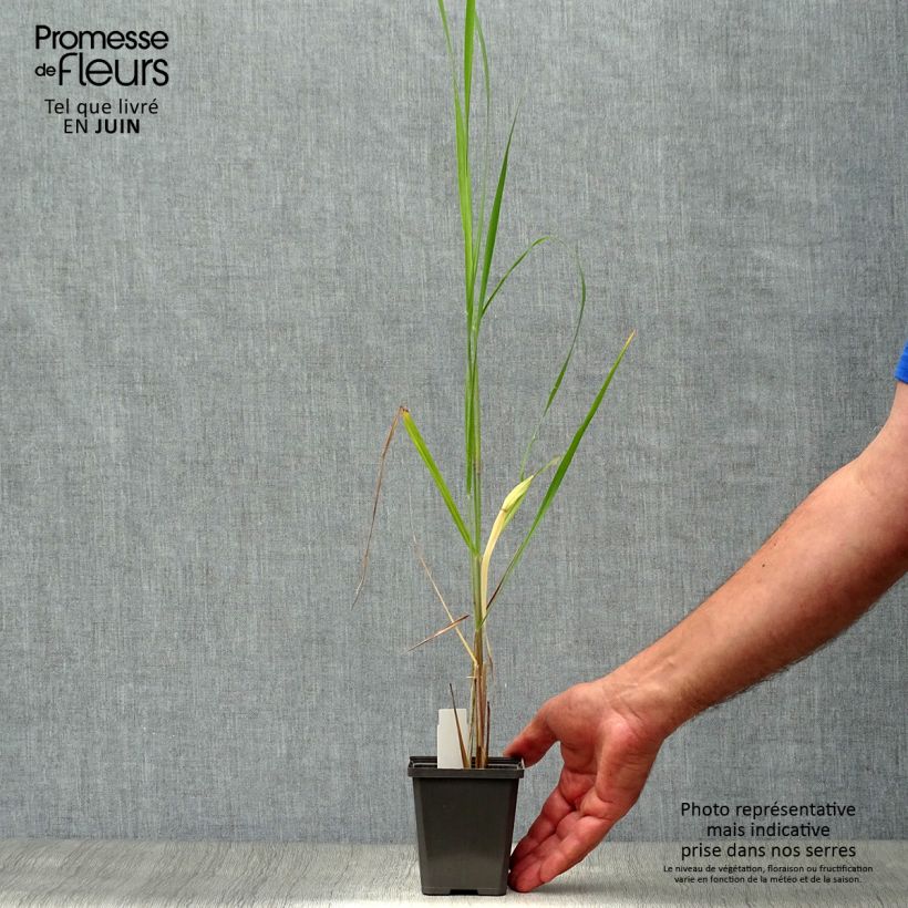 Esemplare di Panicum virgatum Thundercloud Vasetto da 8/9 cm consegnato in estate