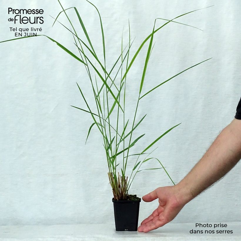 Esemplare di Panicum virgatum Warrior Vasetto da 8/9 cm consegnato in estate