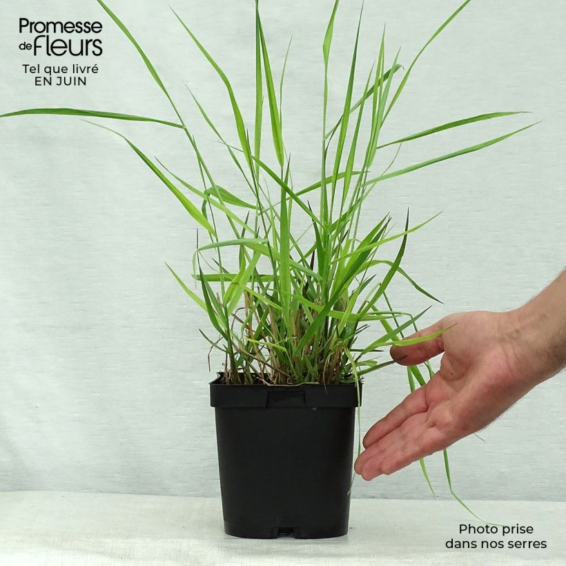 Esemplare di Panicum virgatum Warrior Vaso da 2L/3L consegnato in estate