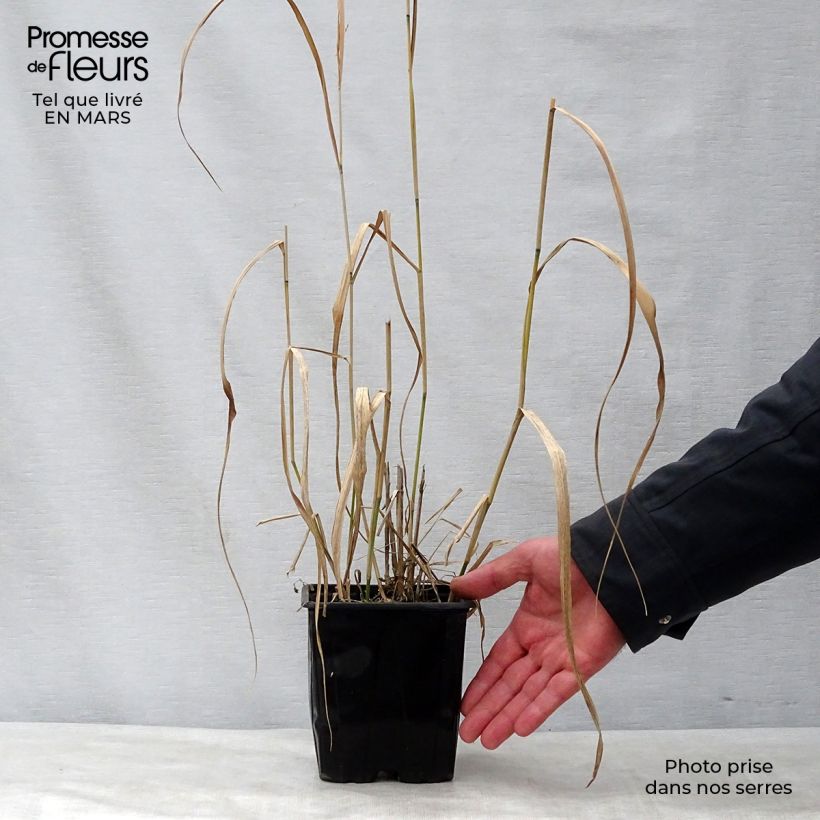 Panicum virgatum Warrior Vaso da 2L/3L esemplare consegnato in primavera