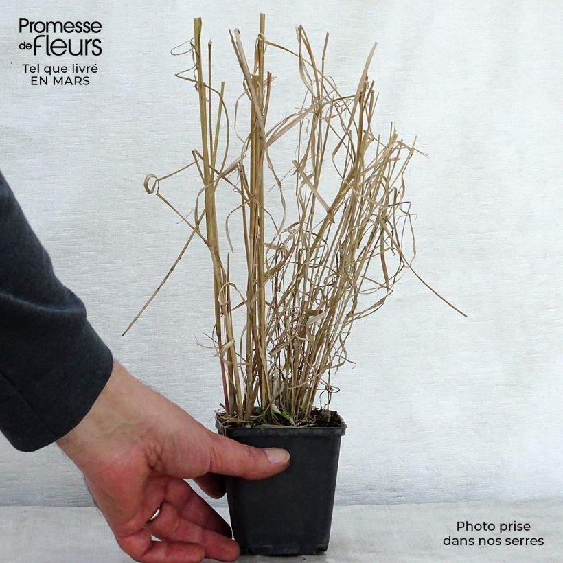 Panicum amarum  Godet de 9cm esemplare consegnato in primavera