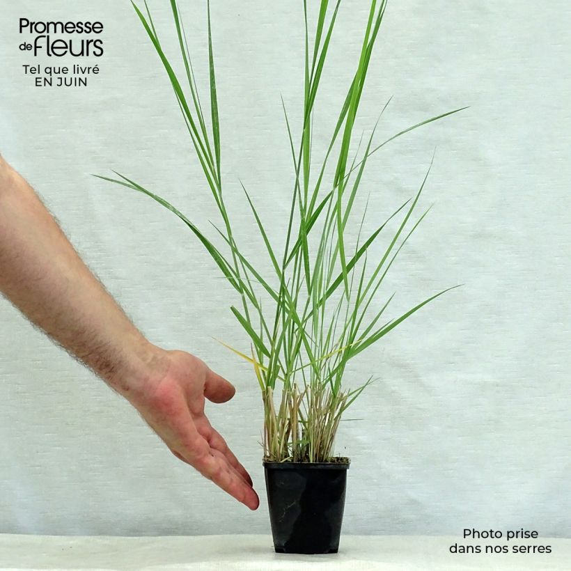 Esemplare di Panicum amarum Vasetto da 8/9 cm consegnato in estate