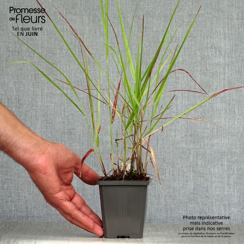 Esemplare di Panicum virgatum Purple Breeze Vasetto da 8/9 cm consegnato in estate