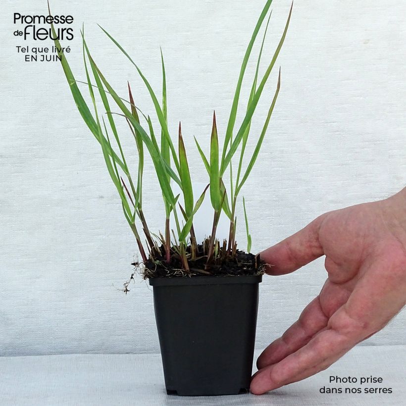 Esemplare di Panicum virgatum Squaw Vasetto da 8/9 cm consegnato in estate