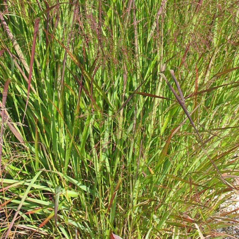 Panicum virgatum Warrior (Fogliame)