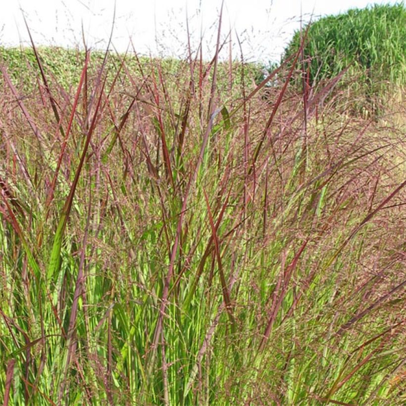 Panicum virgatum Warrior (Fioritura)