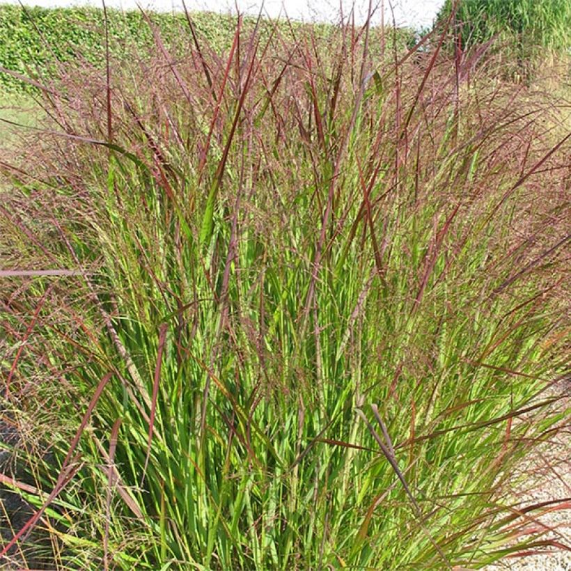 Panicum virgatum Warrior (Porto)