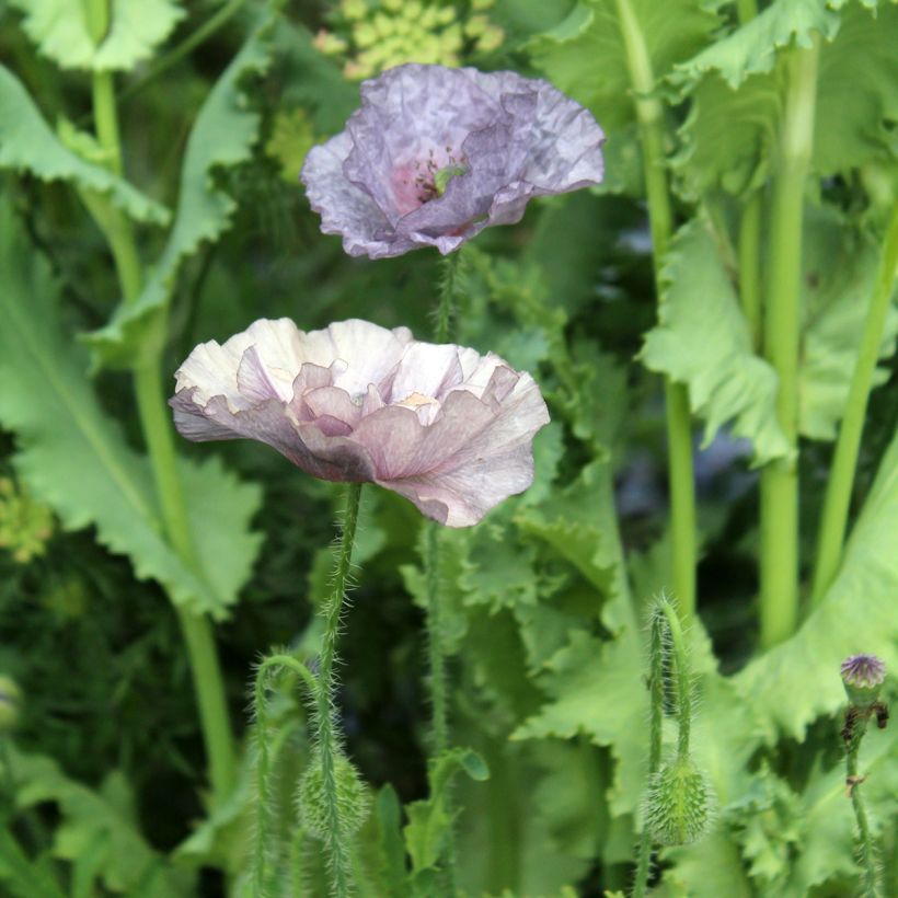 Papavero comune Amazing Grey (Fioritura)
