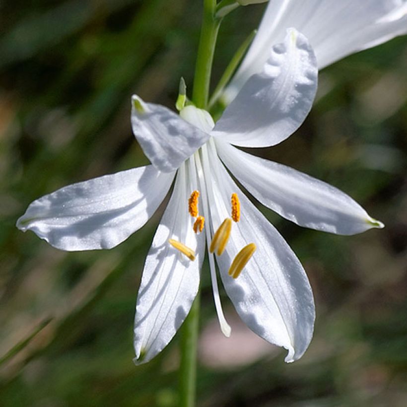 Paradisea liliastrum - Paradisia (Fioritura)