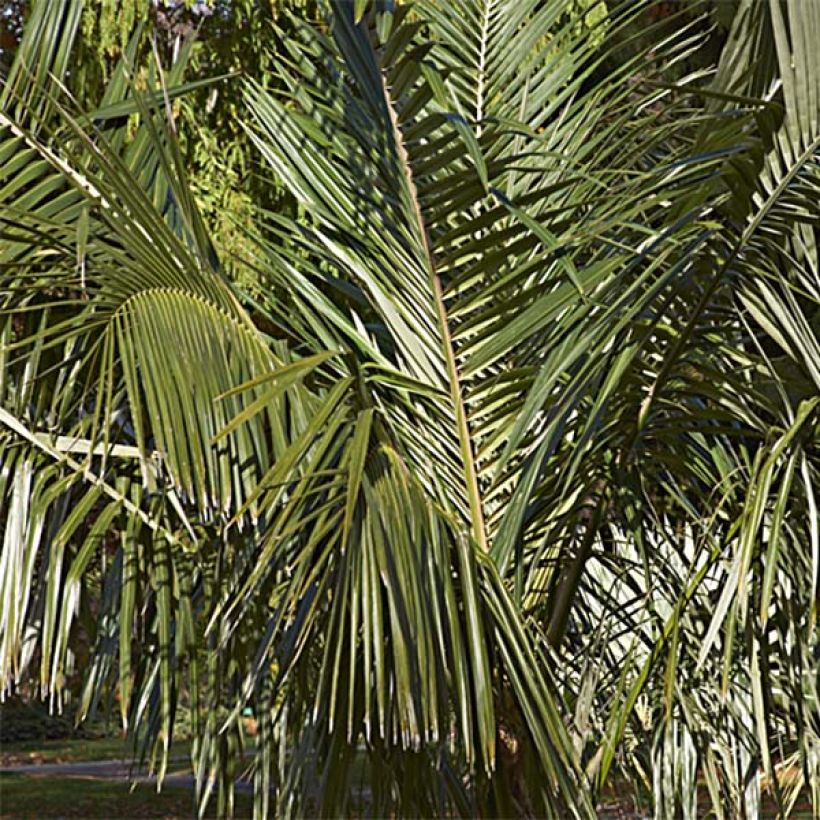 Parajubaea torallyi (Fogliame)