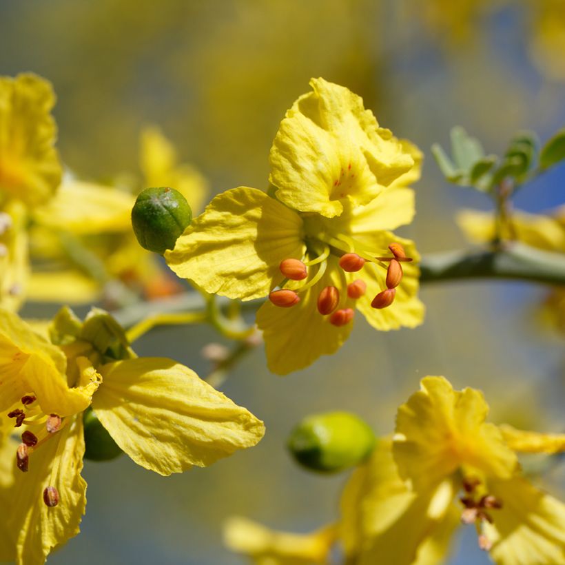 Parkinsonia - Cercidium floridum (Fioritura)