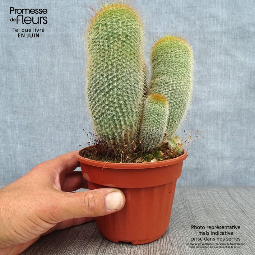 Esemplare di Parodia leninghausii - Notocactus Vaso da Ø 12 cm / 13 cm consegnato in estate