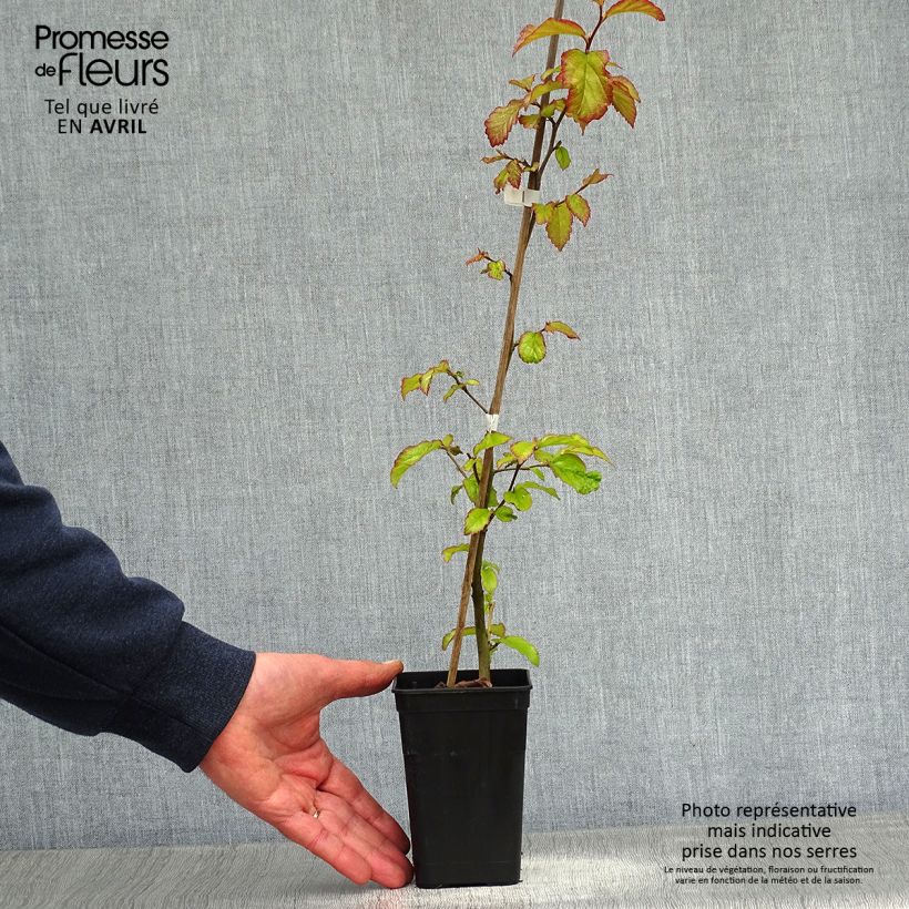 Parrotia persica Bella Vasetto da 8/9 cm esemplare consegnato in primavera