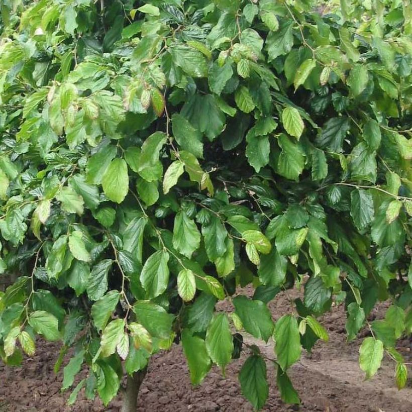 Parrotia persica Persian Spire (Fogliame)