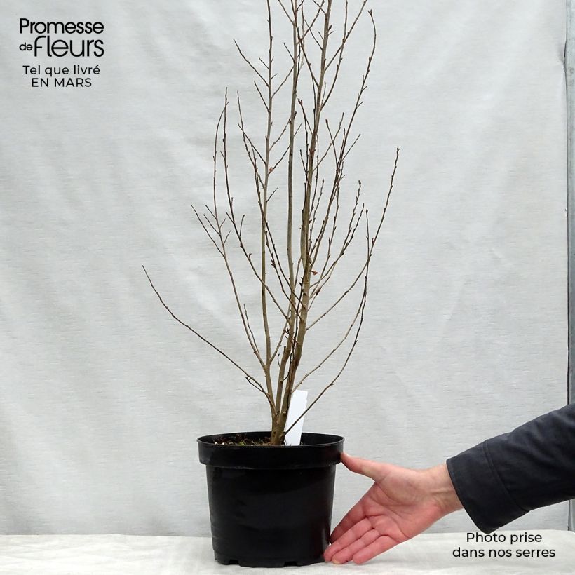 Parrotia persica Persian Spire - Arbre de fer Pot de 3L/4L esemplare consegnato in primavera