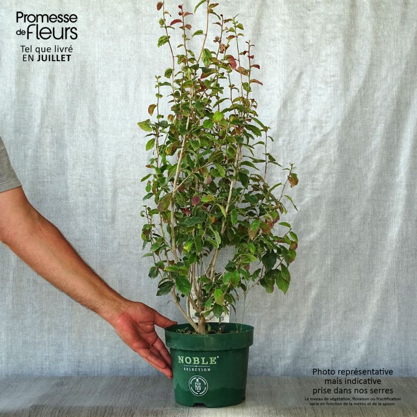 Esemplare di Parrotia persica Persian Spire Vaso da 3L/4L consegnato in estate