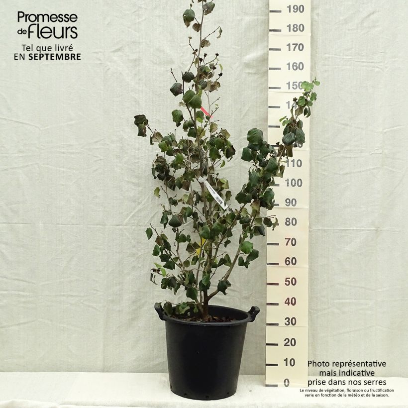 Esemplare di Parrotiopsis jacquemontiana Vaso da 30L/35L come consegnato in autunno