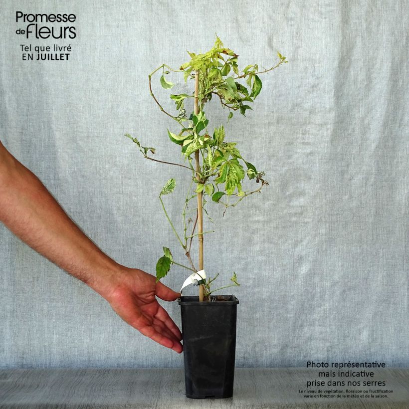Esemplare di Parthenocissus quinquefolia Star Shower - Vite americana Vaso da 1,5L/2L consegnato in estate