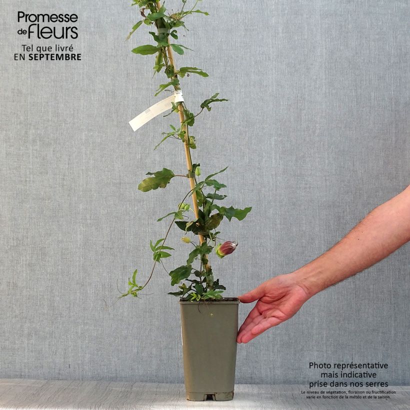 Esemplare di Passiflora Lady Betty Myles Young Vaso da 3L/4L consegnato in estate