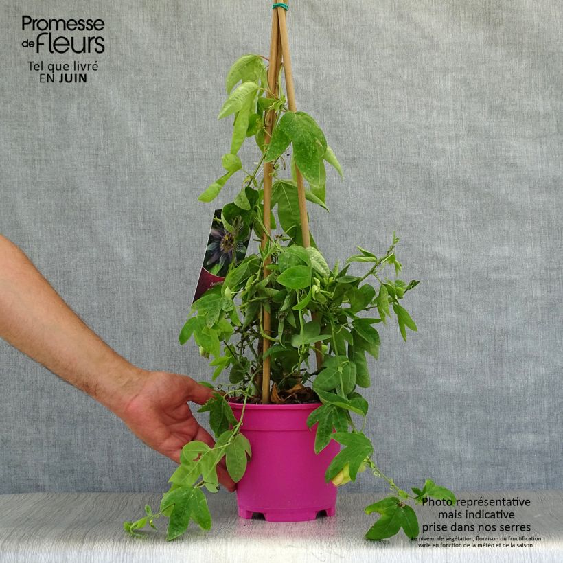 Esemplare di Passiflora allardii Vaso da 2L/3L consegnato in estate