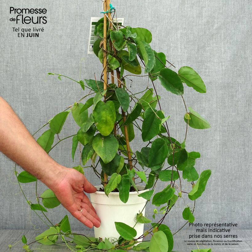 Esemplare di Passiflora mucronata Vaso da 2L/3L consegnato in estate