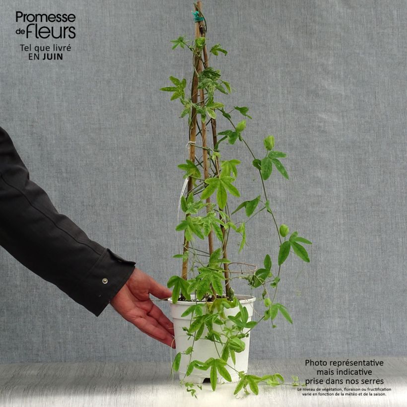 Esemplare di Passiflora subpeltata Vaso da 2L/3L consegnato in estate