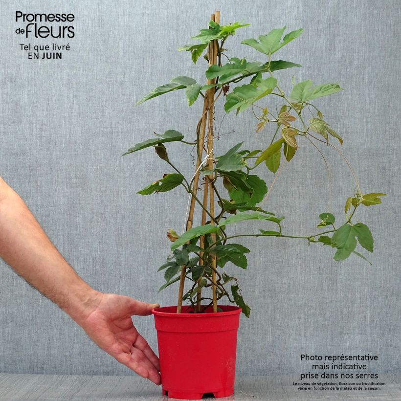Esemplare di Passiflora vitifolia Vaso da 2L/3L consegnato in estate