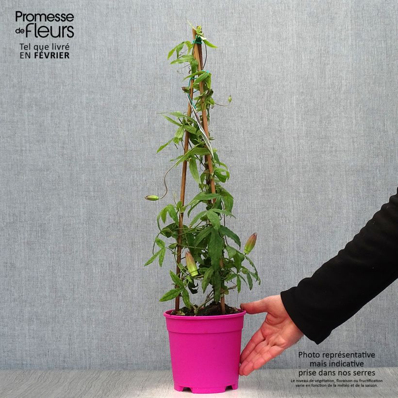 Passiflora Anastasia Vaso da 2L/3L esemplare consegnato in inverno